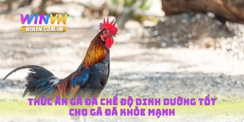 Thức ăn gà đá